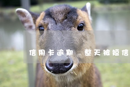 信用卡逾期 整天被短信轰炸 信用卡逾期 整天被短信轰炸